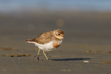 Double-banded Dotterel in New Zealand