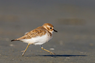 Double-banded Dotterel in New Zealand