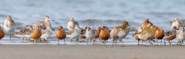 Lesser Knot in New Zealand