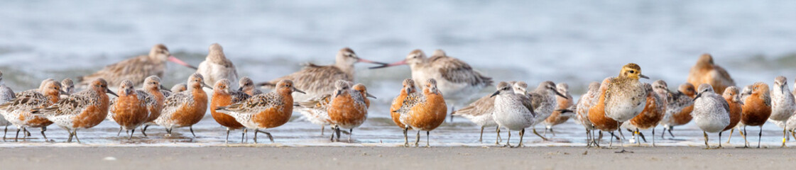 Lesser Knot in New Zealand