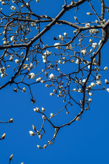 青空に映えるモクレンの花