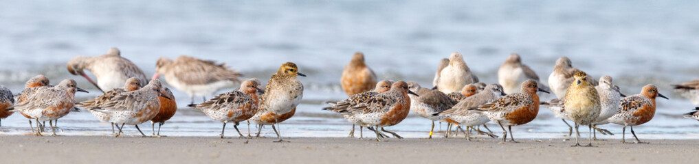 Lesser Knot in New Zealand