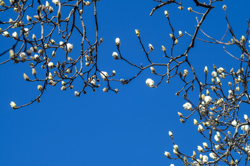 青空に映えるモクレンの花
