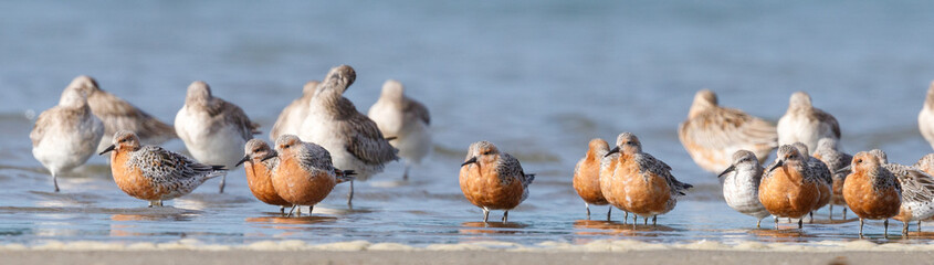 Lesser Knot in New Zealand