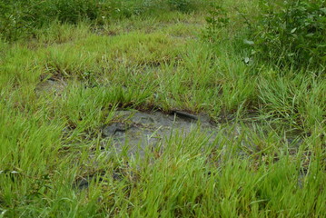 雨と草