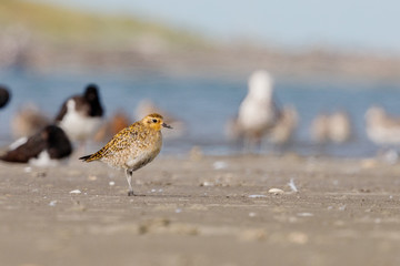Pacific Golden Plover in New Zealand