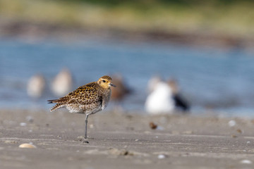 Pacific Golden Plover in New Zealand