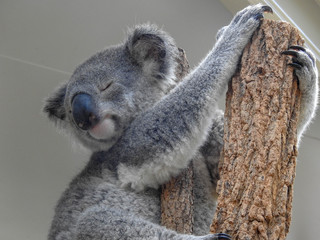 Koala holding on at a sanctuary in Australia