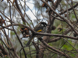 Honeyeter with blue eyes in the Blue Mountains of Australia