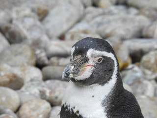Humboldt Penguin in Colchester Zoo in the UK
