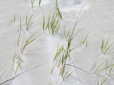 Hardy grass growing on a wind swept sandy beach in New Smyrna Beach, Florida