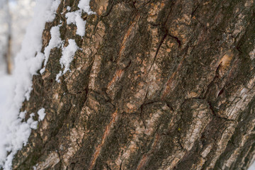 Rough trunk after snow