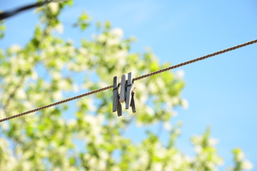 birds on wire