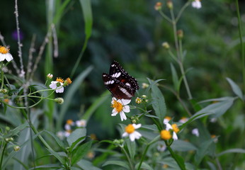 Flowers And Butterfly In The Nature 