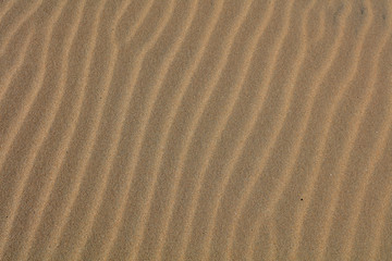 Natural Beach Landscape