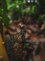 lizard in rainforest