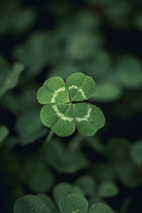 Fototapeta na wymiar Good luck four leaf clover standing out from a field of clovers. Unique, rare, or special individual concept.