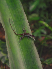 Liizard shedding its skin