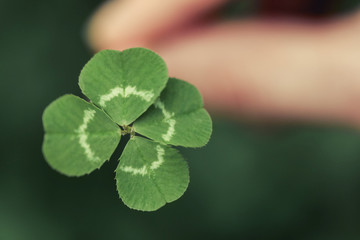 Holding a lucky four leaf clover, good luck shamrock, or lucky charm.