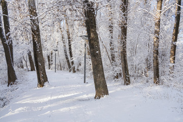 Trees and ground after snow