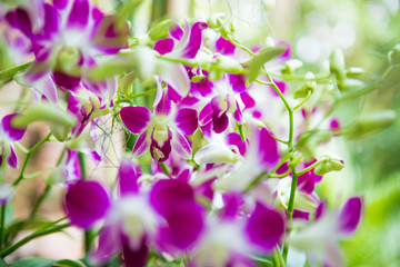 Closeup view of bloom of white, purple and pink tropical orchid flowers Dendrobium Earsakul on green blurred background