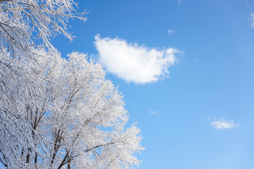 Branches after snow and clear sky