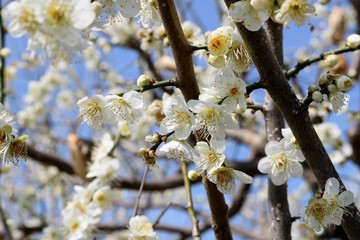 梅の花　春　風景　渡良瀬　思川　栃木県