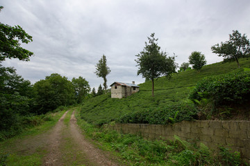 Fototapeta na wymiar trabzon small houses and tea plantations in turkey