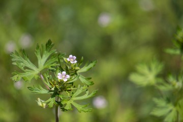 緑ボケに雑草のアメリカフウロをクローズアップ／Geranium carolinianum