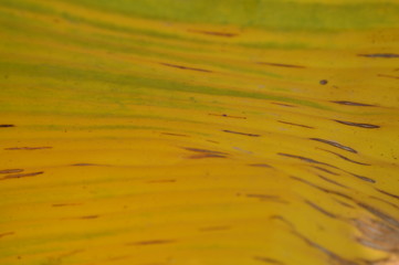Texture pattern of Thai banana leaves