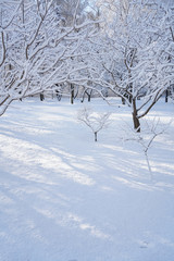 There are rime trees after the snow