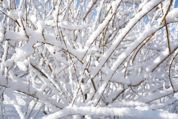 Forsythia branches after snow