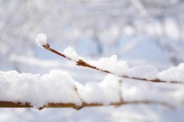 Forsythia branches after snow