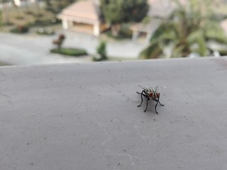 spider on leaf