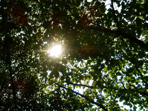 樹木の葉の間から差し込む輝かしい太陽の光