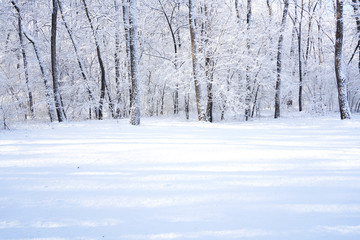 There are rime trees after the snow