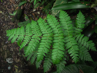 fern in the forest