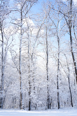 There are rime trees after the snow