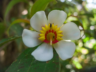 Obraz premium white flower on green background