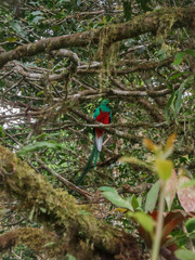 Most beautiful bird of Costa Rica