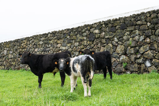 Three Black And White Cows Grazing In Field With A Rock Wall