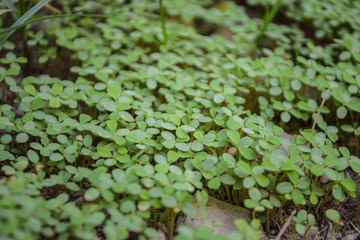 background of green leaves, nature plants flora close up