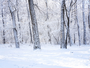 There are rime trees after the snow