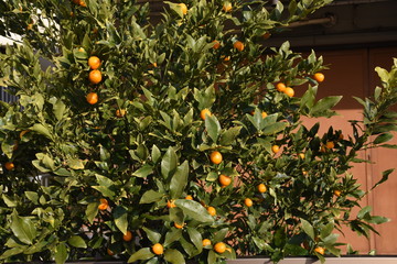 Kumquat eats the whole skin, so it gets a lot of vitamin C and is effective for sore throat and cough.
