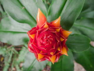 Fototapeta premium red flower of costa rica