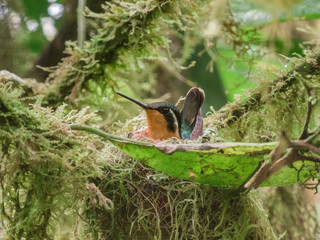 Humminbird on its nest