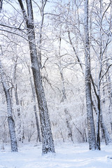 There are rime trees after the snow