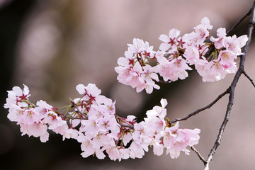 桜3