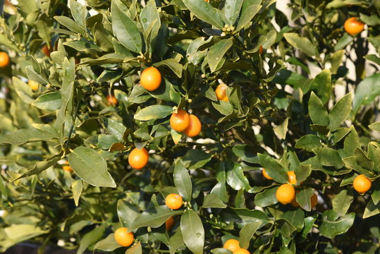 Kumquat eats the whole skin, so it gets a lot of vitamin C and is effective for sore throat and cough.