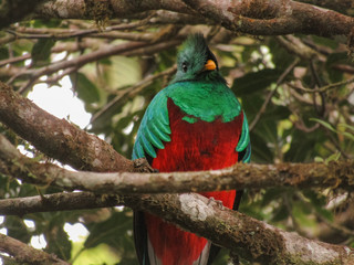 Quuetzal in Costa Rica
